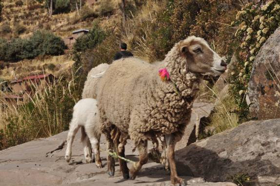 Ovelhas passeiam pela Ilha de Taquile, no lago Titicaca, no Peru